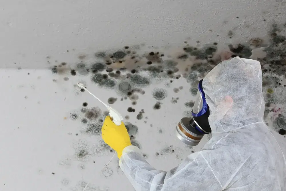 Problemi di umidità in casa: chi paga se si è in affitto? 8 Immagine di muffa