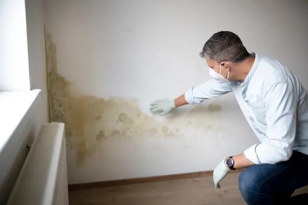 Come contrastare la muffa in casa 2 Immagine di muffe