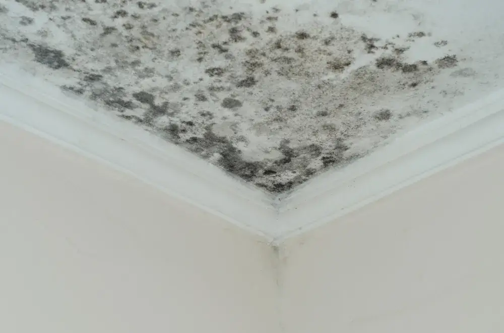 La pittura antimuffa 2 Immagine di antimuffa casa