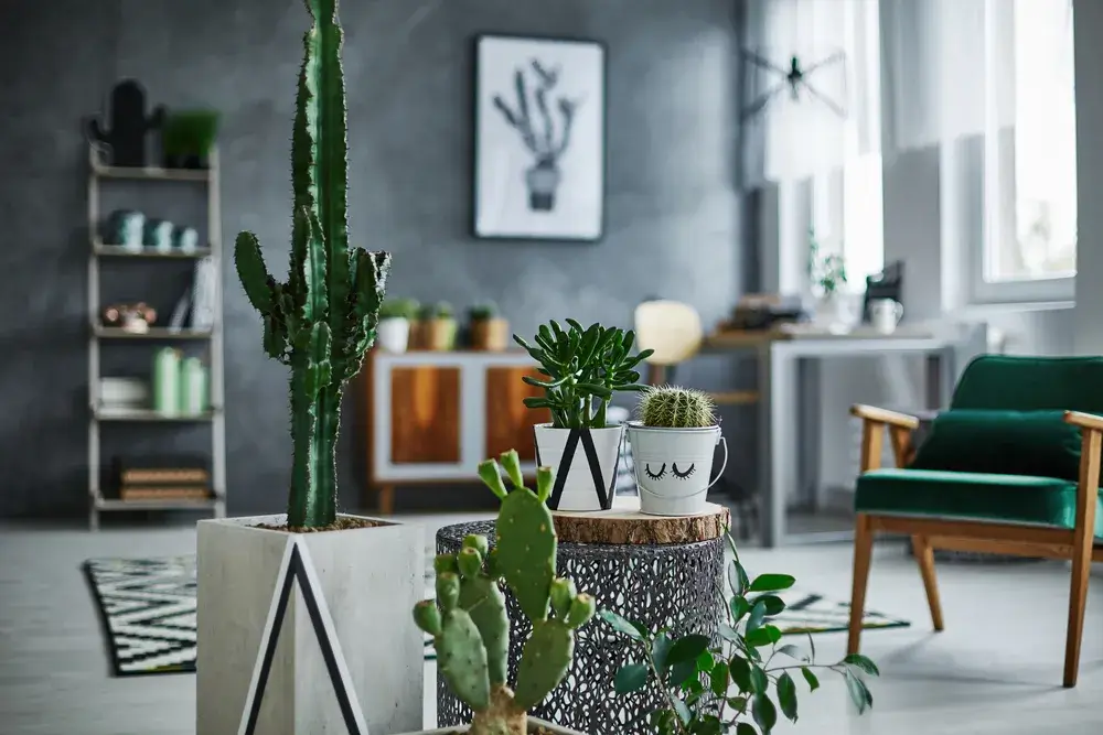 Arredare con le piante 4 Immagine di cactus casa